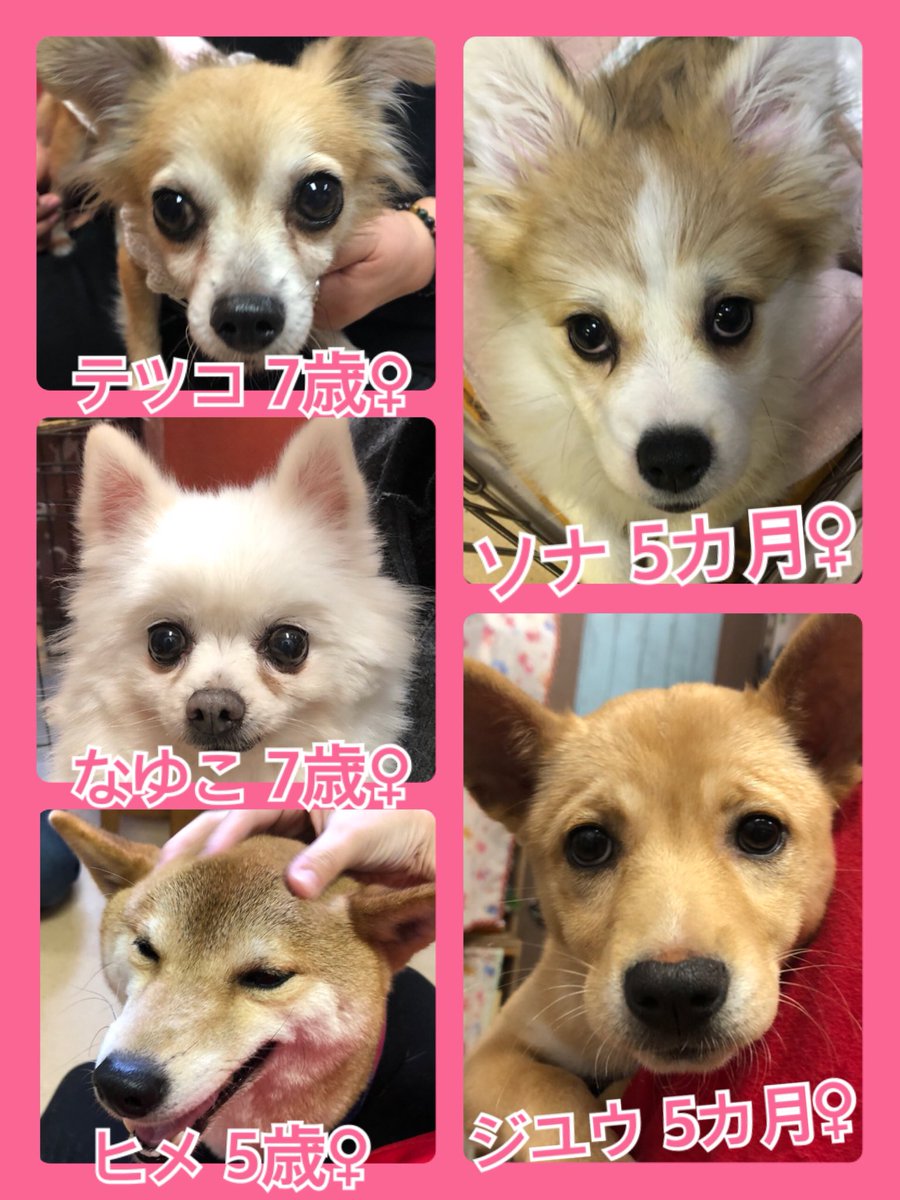 🐾今日の里親様募集中ワンコ🐶メンバーです🐾2020,2,14